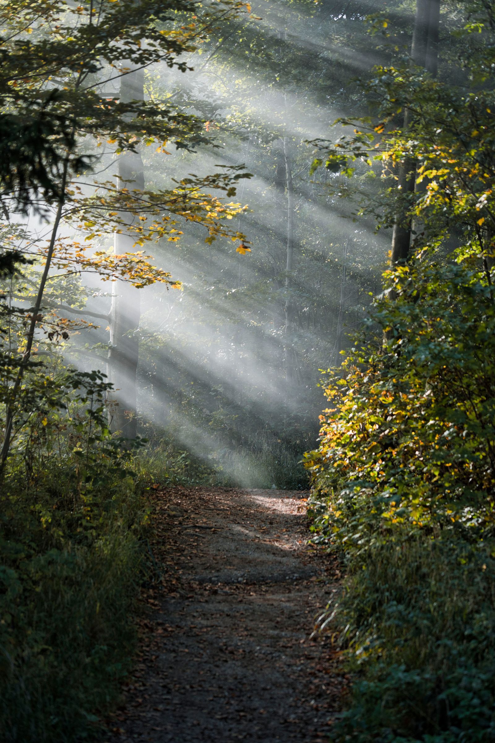 Sunlight streaming through the trees onto a peaceful forest path